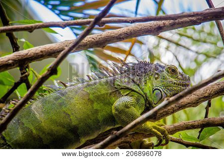 big Iguana Photo Close-up portrait Large Green