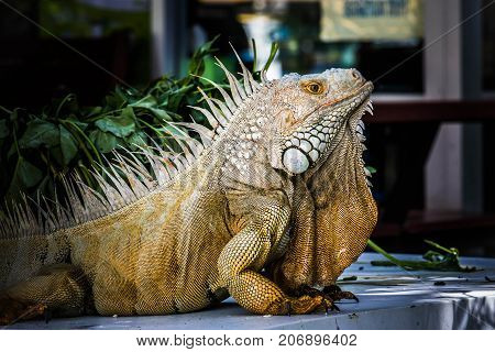 big Iguana Photo Close-up portrait Large Green