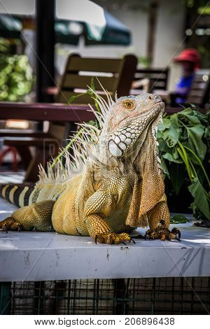 big Iguana Photo Close-up portrait Large Green