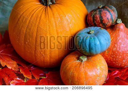 Variuos pumpkins on rustic background - Thanksgiving, Halloween And Fall Background