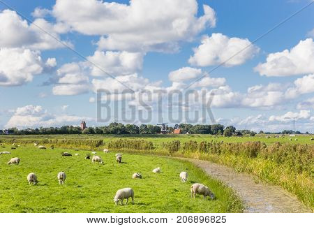 Sheep in a dutch landscape near Garnwerd Netherlands