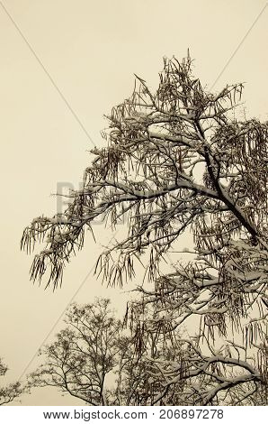 Cigar Tree In A Park On Winter. Retro Style