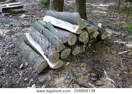 Pieces Of Wood Cut In The Forest