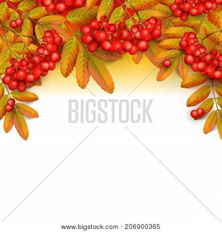 Beautiful greeting card with realistic 3d mesh rowan branch isolated on a white background. Rowan branch with orange leaves and red ashberry. Vector illustration