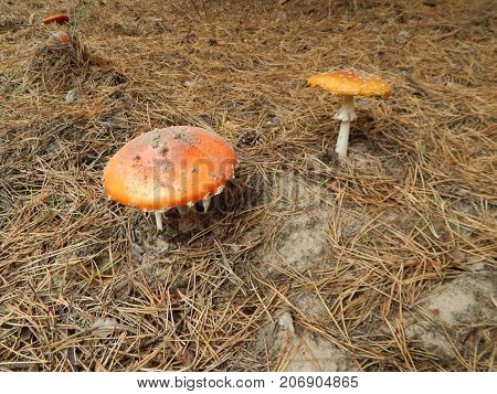 Picking mushrooms edible and not very in the woods