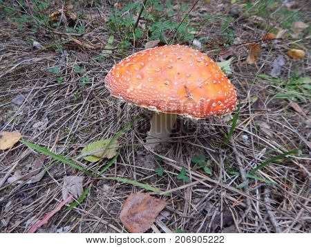 Picking mushrooms edible and not very in the woods