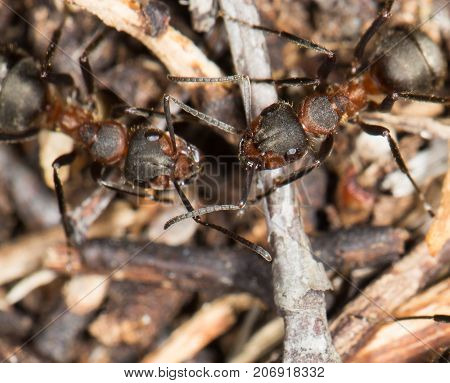 ant in nature. close-up . In the park in nature