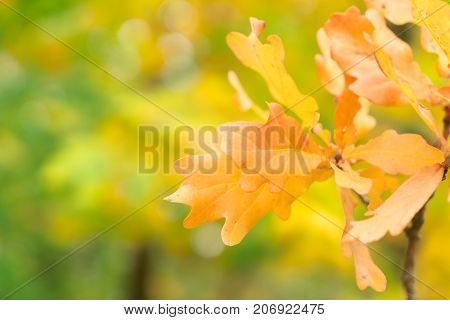 Vibrant yellow oak fall tree foliage background