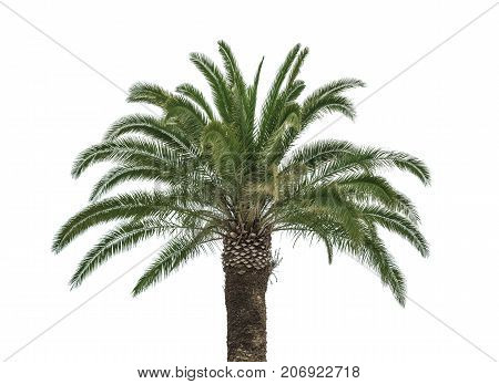 Coconut palm tree isolated on white background.