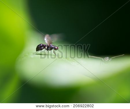 fly in nature. Macro . In the park in nature