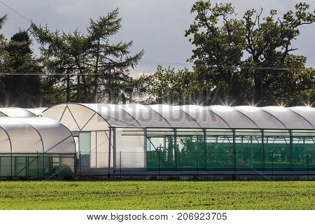 Commercial greenhouse polytunnel buildings with sunlight refecting off polythene roof. Garden plant growing structures in front of trees.