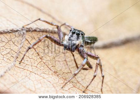 Super macro Cosmophasis umbratica or Jumping spider on dried leaf