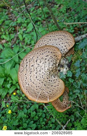 Brown spotted kidney shaped bracket fungi growing on a decaying log with a background of leaves and twigs.