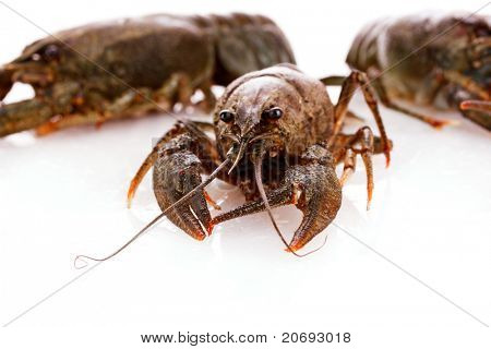 Écrevisses isolés on white