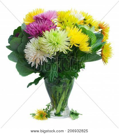 Chrisantemum fresh fall flowers bouquet in glass vase isolated on white background