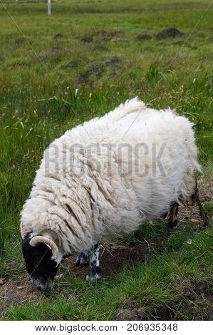 Scottish sheep grazing on the Isle of Skye