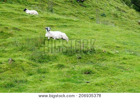 Scottish sheep grazing on the Isle of Skye