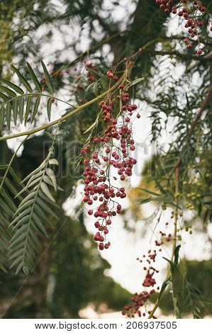 Schinus molle. California pepper tree. Peruvian pepper tree texture and background. Green leaves background of false pepper tree with red fruits. Close up view of false pepper tree leaves.