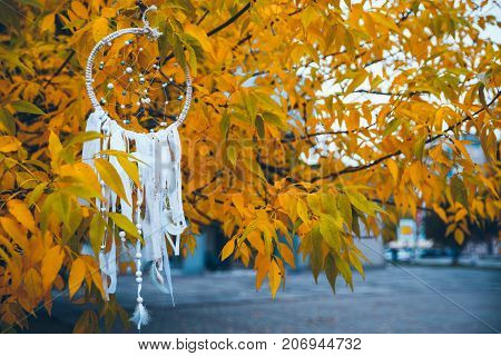 white dreamcatcher on yellow autumn tree close up