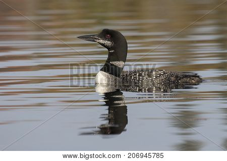 Common Loon In Partial Molt In Late Summer - Ontario, Canada