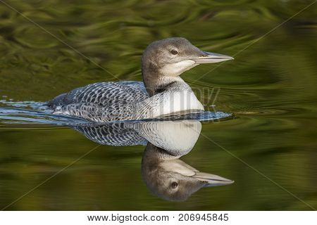 A Two-month Old Common Loon Chick And Its Reflection In Late Summer - Ontario, Canada