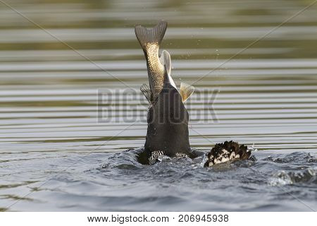 Common Loon Swallowing A Huge White Sucker In Late Summer - Ontario, Canada