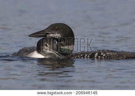 A Two-month Old Common Loon Chick Snuggles Up Next To Its Mother  In Late Summer - Ontario, Canada