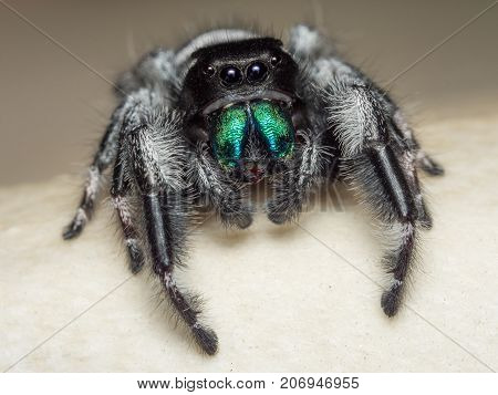 A close portrait of a beautiful jumping spider of species Phidippus regius