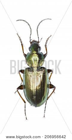 Ground Beetle Agonum on white Background - Agonum muelleri (Herbst 1784)