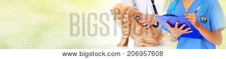 Cat and veterinarian doctor