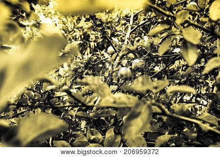apples grow on a tree in the summer garden