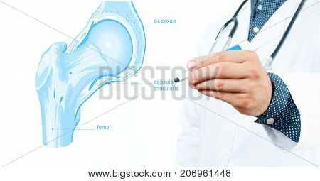Docto. Knee Joint Cross Section For Basic Medical Education