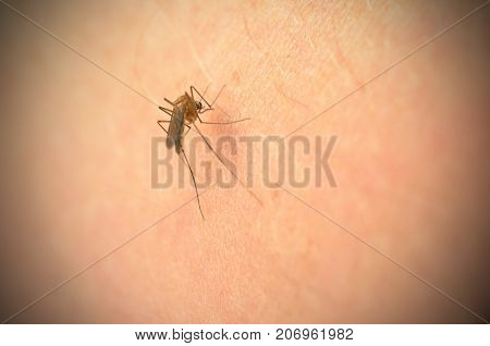 The mosquito bites into the arm and the abdomen is filled with blood