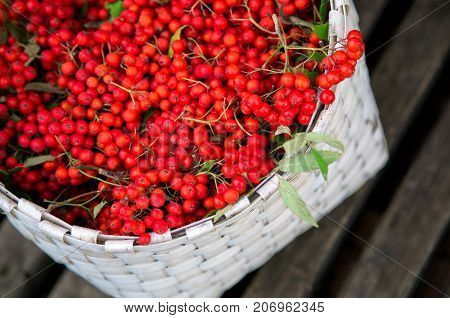 Beautiful red wild berry. Bunches of Rowan collected in the autumn season in a white basket. Background of an old thin wooden boards. Rural views . Merry Christmas.