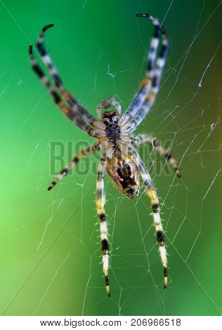 European cross spider sitting on web nature background