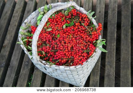 Beautiful red wild berry. Bunches of Rowan collected in the autumn season in a white basket. Background of an old thin wooden boards. Rural views . Merry Christmas.