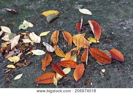 Red and yellow serviceberry leafs on the ground during autumn