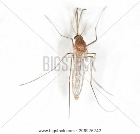 mosquito on the white wall. close-up . In the park in nature