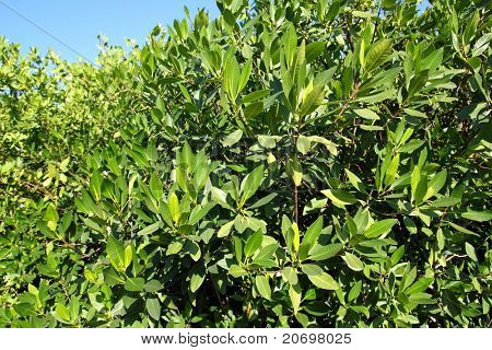 mangrove träd växt i tropiska Karibien Mexiko