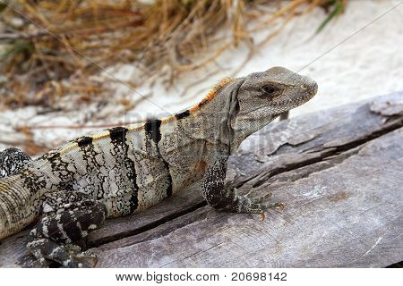 Leguan Mexiko Reptilien auf bejahrt grau Holz in der Nähe Strand sand