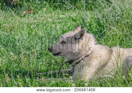 A Beautiful Siberian Laika Puppy On The Grass. Portrait Of Cute Happy Siberian Laika.