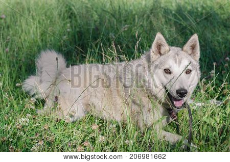 A Beautiful Siberian Laika Puppy On The Grass. Portrait Of Cute Happy Siberian Laika.
