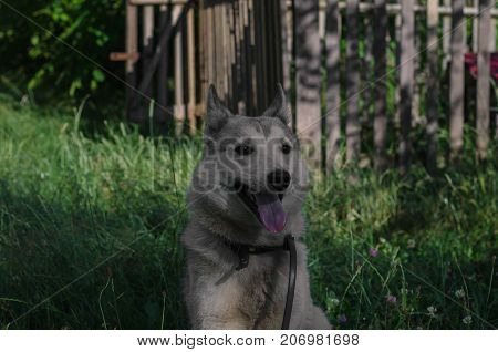 A Beautiful Siberian Laika Puppy On The Grass. Portrait Of Cute Happy Siberian Laika.