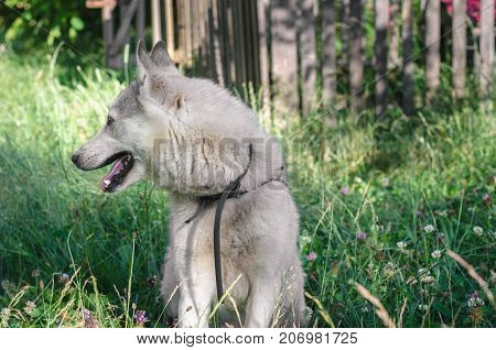 A Beautiful Siberian Laika Puppy On The Grass. Portrait Of Cute Happy Siberian Laika.