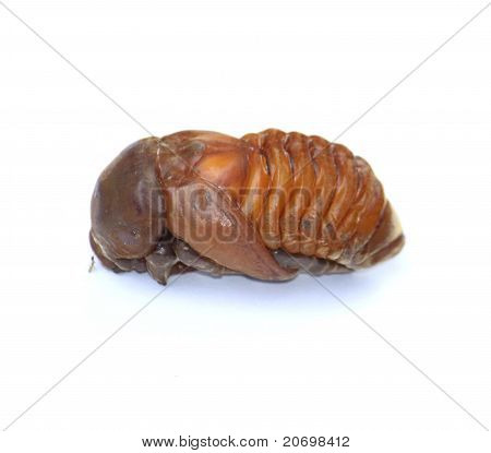 Caterpillar