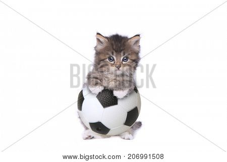 Maincoon Kitten With a Soccer Ball on White