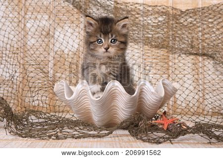 Cute Maincoon Kitten With Big Eyes