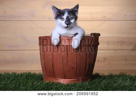 Cute Maincoon Kitten With Big Eyes