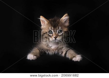 Adorable Maincoon Kitten With Big Eyes