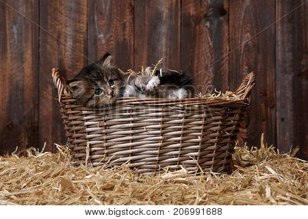 Adorable Kitten With Straw in a Barn